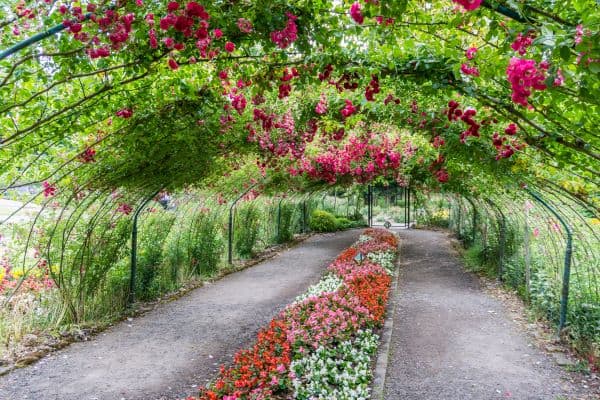 Rose arbor at Point Defiance Park in Tacoma