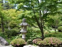Seattle Japanese garden in spring