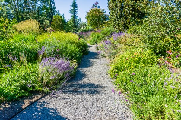 Pathway in Bellevue Botanical Garden