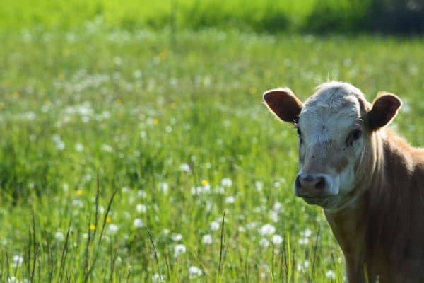 cow standing in a field