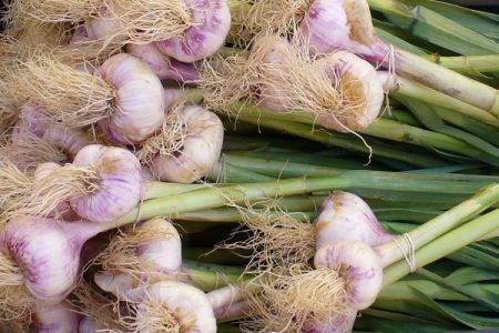 Fresh garlic bulbs