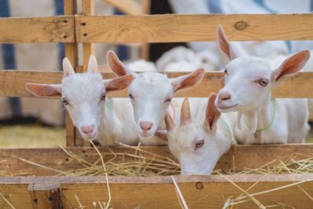 goats eating hay from a trough