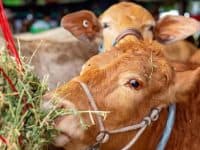 steer eating hay
