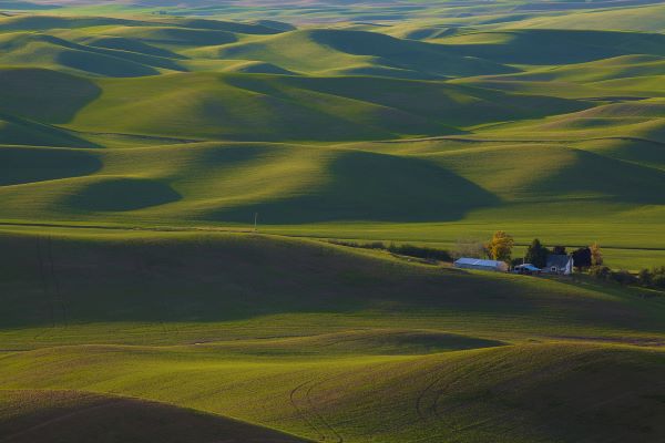 Wheat fields of the Palouse area of Washington state in springtime