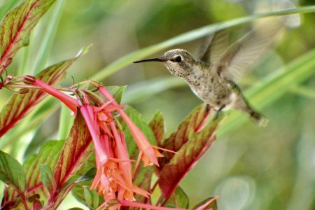 hummingbird hovering over a fuscia