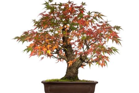 maple bonsai tree in fall color