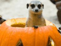woodland park zoo meerkats in pumpkins