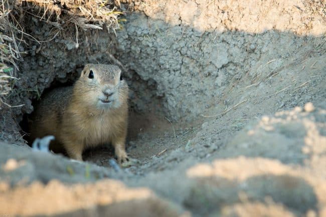 wild gopher in his natural habitat