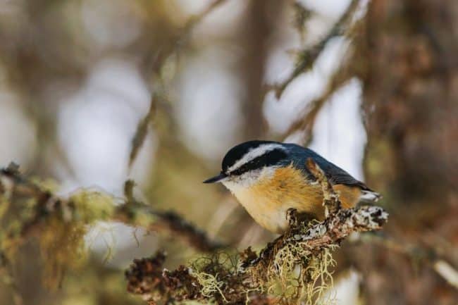 red-breasted nuthatch songbird