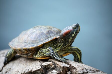 turtle crawling on a rock