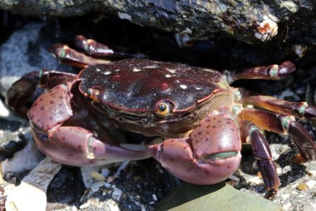 Purple Shore Crab (Hemigrapsus nudus) on the Washington coast