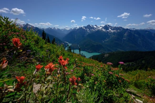 Wildflowers above Diablo Lake in North Cascades Washington