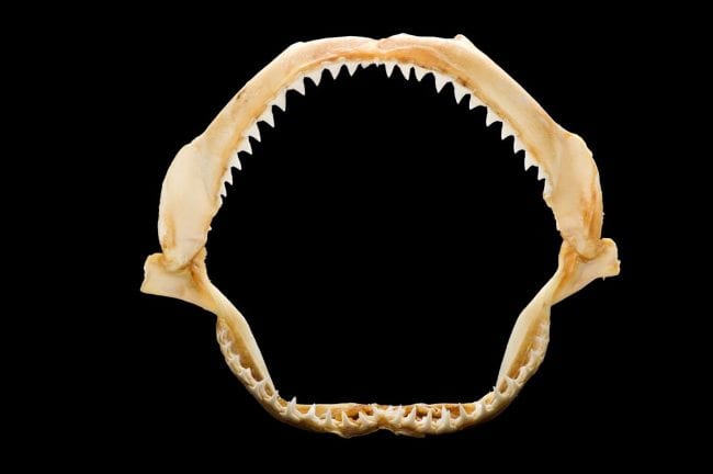 Shark jawbone and teeth
