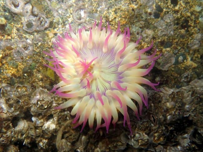 Aggregating or Clonal Anemone (Anthopleura elegantissima)