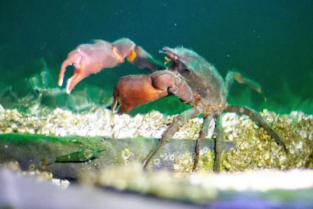 crab in Puget Sound estuary