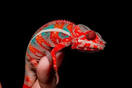 colorful reptile