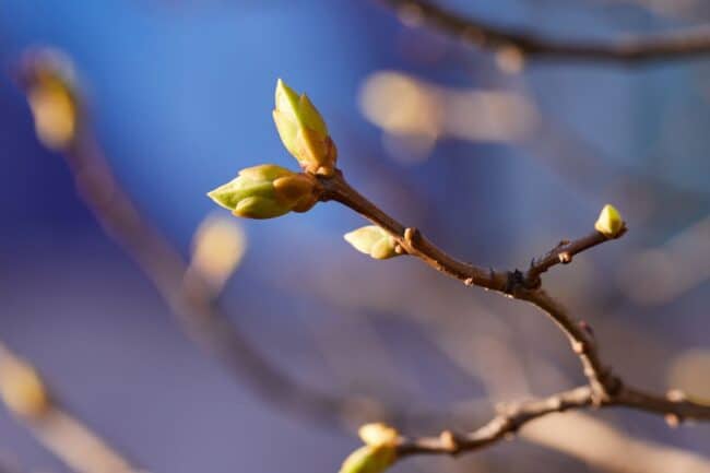 Spring buds on a tree branch