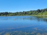 Puget Sound Estuarium guided bird walk