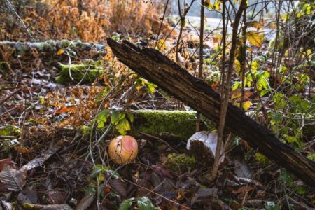 BIMA Treasure Trek glass orbs in forest