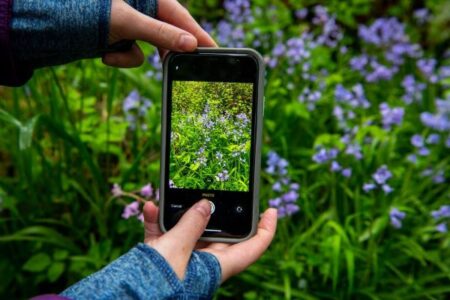 Someone using iNaturalist app to identify flowers