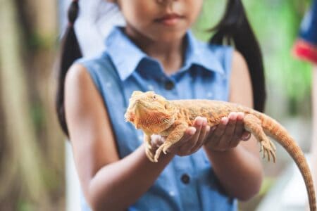 young girl holding a chameleon reptile lizard