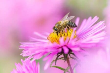 Honey Bee gathering pollen on a purple flower