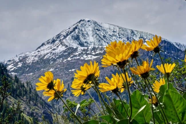 Arrowleaf balsamroot in Cascade Mountains. 