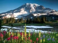 Mount Rainier at Paradise Ridge showing a beautiful display of wildflowers