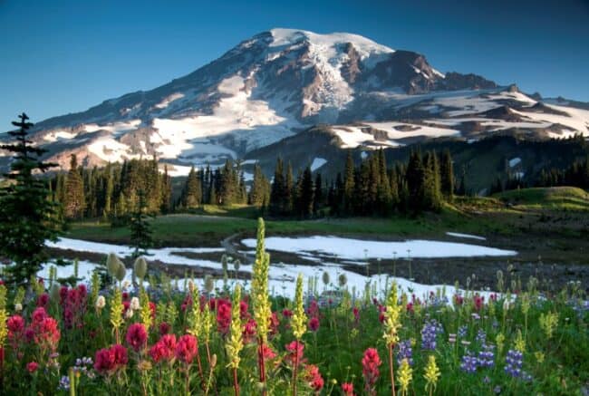 Mount Rainier at Paradise Ridge showing a beautiful display of wildflowers