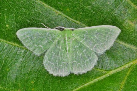 closeup of Southern Emerald Moth (Synchlora frondaria)
