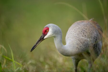 Colorful male Sandhill Crane in grassy area