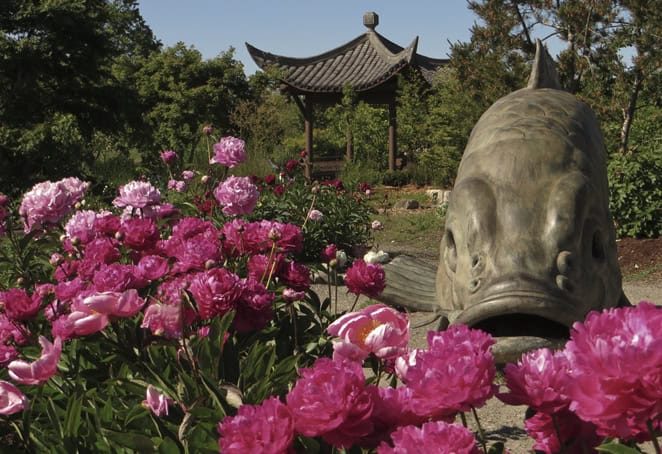 Enjoy self-guided garden tours of Seattle Chinese Garden with their downloadable tour materials