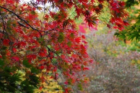 Washington Park Arboretum fall color October 2011 photo by epsilonimages (CC2)