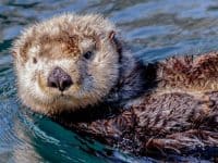 sea otter