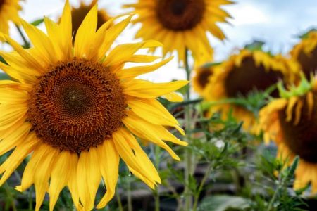 Field of yellow sunflowers
