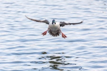 Male bufflehead duck landing on water