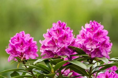 pink rhododendron