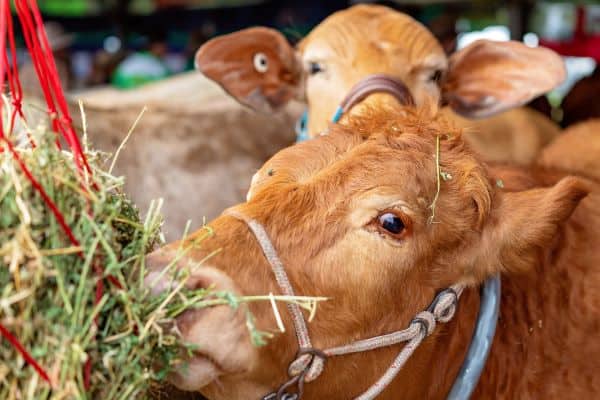 steer eating hay