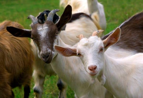 Inquisitive herd of goats
