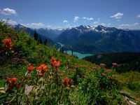 Wildflowers above Diablo Lake in North Cascades Washington
